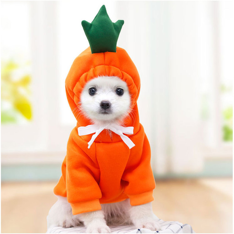 Winter Clothing Pictures - Sevimli Meyve Köpek Giysileri Küçük Köpekler